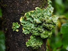 Podostictina pickeringii