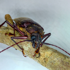 Mecosarthron buphagus