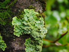 Podostictina pickeringii