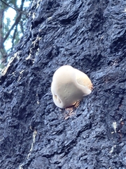 Cryptoporus volvatus