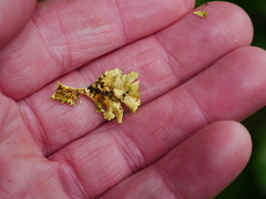 Podostictina pickeringii