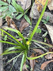 Hypoxis curtissii