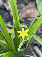 Hypoxis curtissii