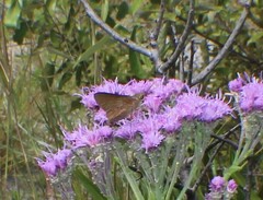 Asbolis capucinus