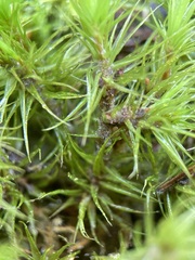 Dicranum polysetum