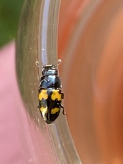 Glischrochilus fasciatus