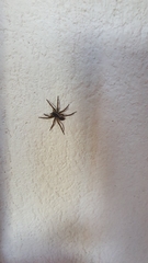 Diapontia uruguayensis