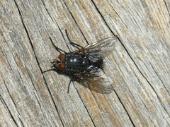 Calliphora vicina