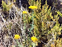 Helichrysum