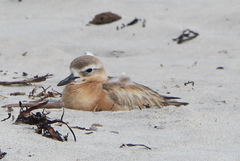 Charadrius obscurus aquilonius