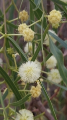 Acacia salicina