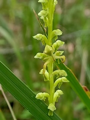 Sidymella rubrosignata