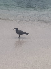 Leucophaeus fuliginosus