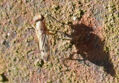 Opomyza petrei