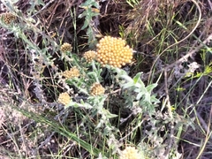 Helichrysum