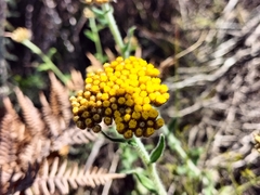 Helichrysum