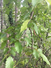 Carpinus betulus