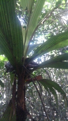 Dypsis louvelii