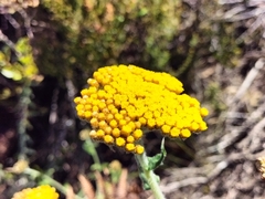 Helichrysum