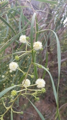 Acacia salicina