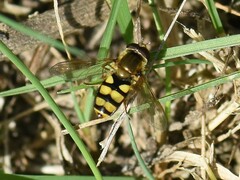 Eupeodes latifasciatus