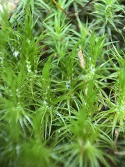 Dicranum polysetum
