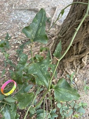 Smilax bona-nox