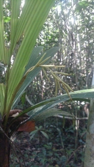 Dypsis louvelii