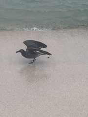 Leucophaeus fuliginosus