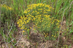 Chrysocoma coma-aurea