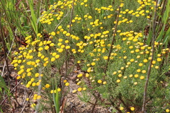 Chrysocoma coma-aurea