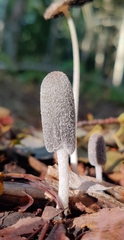 Lanatulae