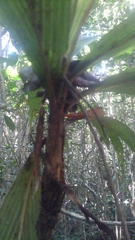Dypsis louvelii
