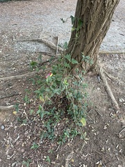 Smilax bona-nox
