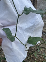 Smilax bona-nox