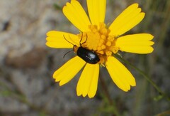 Nemognatha nemorensis