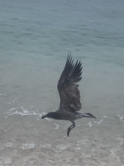 Leucophaeus fuliginosus