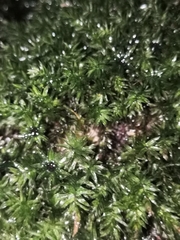 Plagiomnium undulatum