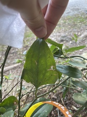 Smilax bona-nox