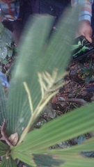 Dypsis louvelii