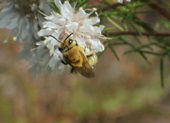 Colletes