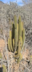 Bergerocactus emoryi