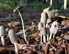 Lanatulae
