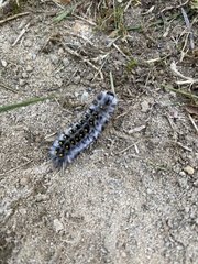 Lophocampa roseata