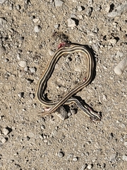Thamnophis saurita