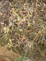 Agrostis perennans