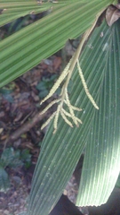 Dypsis louvelii
