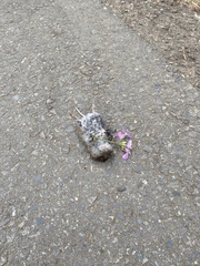 Rodentia
