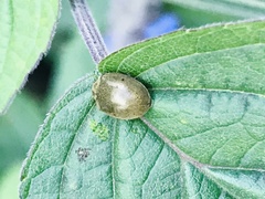 Epilachna obscurella