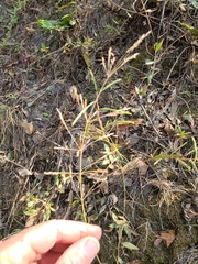 Agrostis perennans